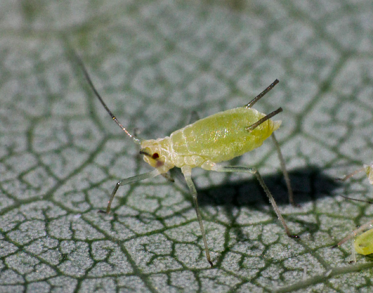 aphis sp. ?? No, Illinoia liriodendri della Lombardia (MB)